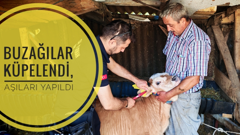 Buzağılar Küpelendi, aşıları yapıldı